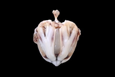 Lanterne d'Aristote entière (Oursin, Psammechinus miliaris)